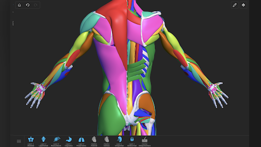 Screenshot of Visual Anatomy 3D - Human body