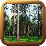 Pine forests live wallpaper HD icon