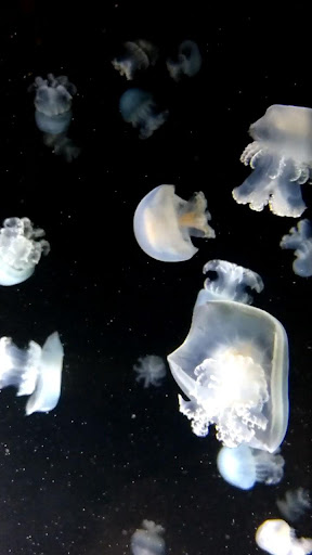 Android application jellyfish live wallpaper screenshort