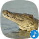 Appp.io - Alligator Sounds Download on Windows