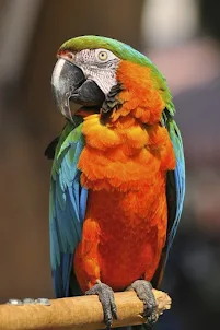 parrot wallpapers