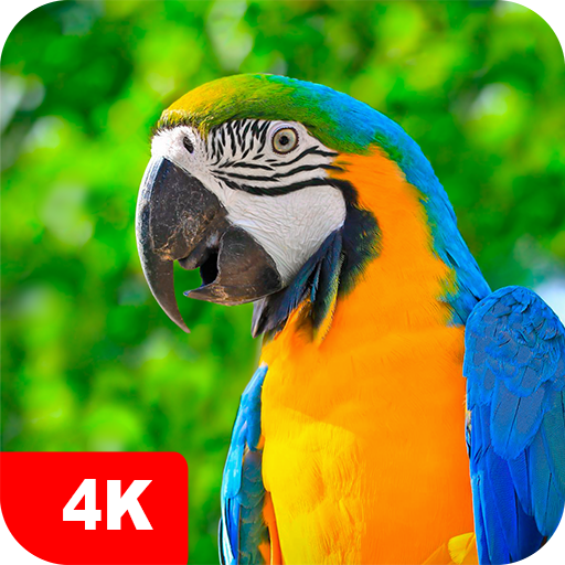 Parrot Wallpapers 4K 5.7.3 Icon