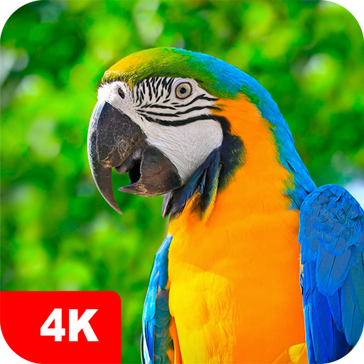 Parrot Wallpapers 4K  Icon