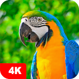 Parrot Wallpapers 4K icon