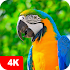 Parrot Wallpapers 4K5.7.0 (Premium)