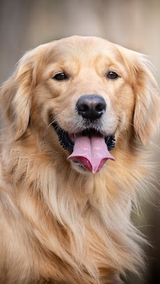 Golden Retriever Dog Wallpaperのおすすめ画像3