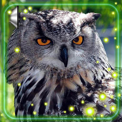 Owls Live Wallpaper  Icon