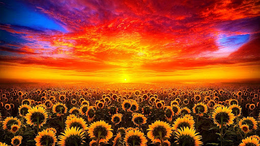 Sunflower Wallpapers