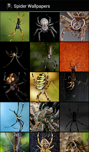 Android application Spider Wallpapers screenshort