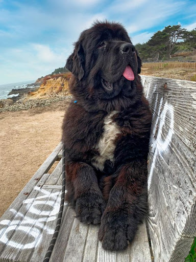 Newfoundland Dog Wallpapers Screen 3