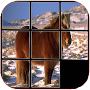 Horses Puzzle, find out which one is hidden.
