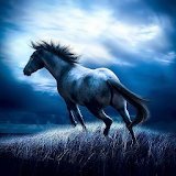 Horse HD Wallpapers Themes icon