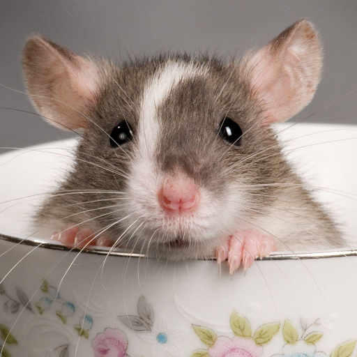 Mice And Mouse Vermin Sounds