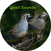 Quail Nature Sounds