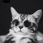 Cover Image of Download Cute Kitten Wallpaper Best 2021 1.0 APK