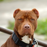 American Pit Bull Terrier Wall icon