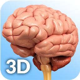 Slika ikone Brain Anatomy Pro.