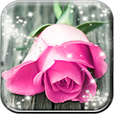Pink Rose Live Wallpaper HD icon