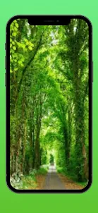 backgrounds Trees HD