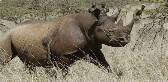 Kenyan black rhino background