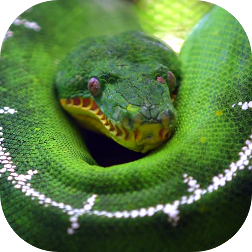 Python Live Wallpaper  Icon