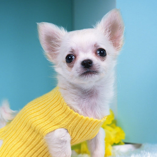 Chihuahua Dog Wallpapers logo