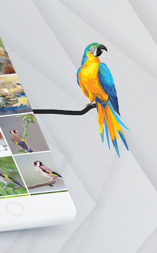 Goldfinch Bird calls