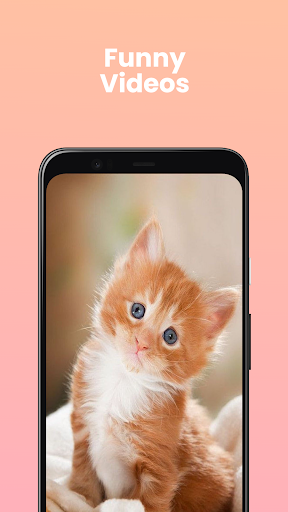 Daily Cat Screen 3