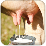 Milk Cow Game icon