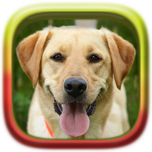 Picture Puzzle: Labrador Retri  Icon