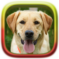 Picture Puzzle: Labrador Retri