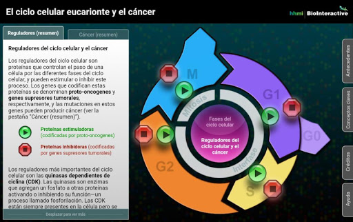 El ciclo celular eucarionte y Screen 2