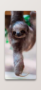 Cute Sloth Wallpaper HD