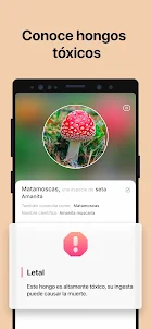 Picture Mushroom - Mushroom ID
