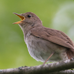 Cover Image of Download Nightingale Bird Sounds  APK
