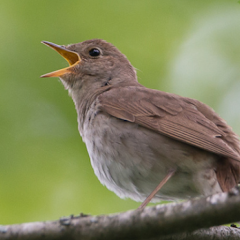 Nightingale, Bird Call
