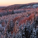 Cover Image of Скачать winter forest wallpaper  APK