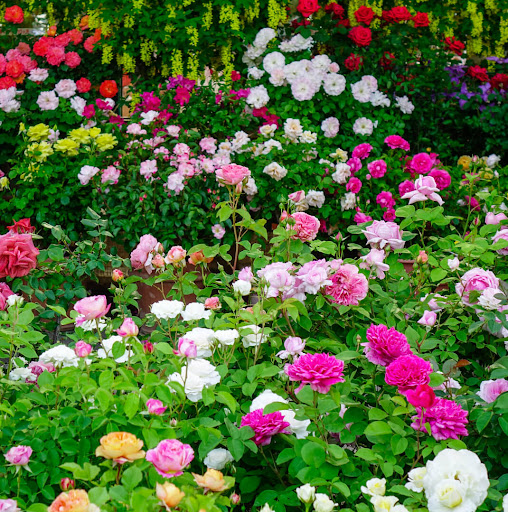 Android application Rose Garden Wallpaper screenshort