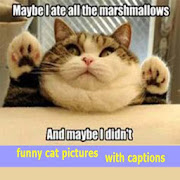 Top 48 Lifestyle Apps Like funny cat pictures with captions - Best Alternatives