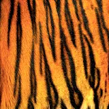 Tiger Keyboard Skin icon