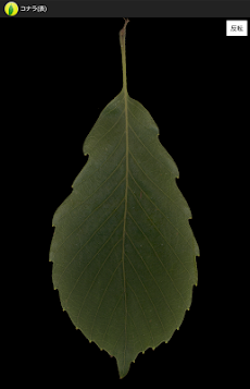 シンプル木の葉図鑑のおすすめ画像4