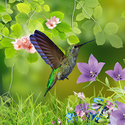 Hummingbirds wallpaper