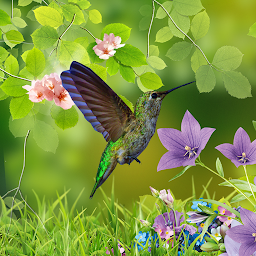 Piktogramos vaizdas („Hummingbirds wallpaper“)