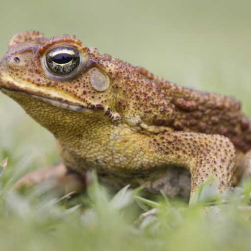 Toad sounds logo