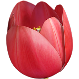 Tulip Flower 3D icon