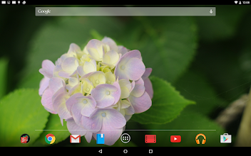 白い紫陽花の壁紙 無料版 Free Google Play 應用程式