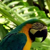 Cute varicoloured parrot icon