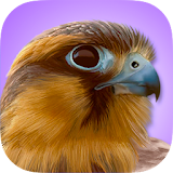 iBird Pro Birds North America icon