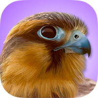 IBird Pro Birds North America