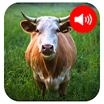 Cover Image of Descargar Cow Sounds 1.0.0 APK